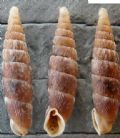 Clausilia&nbsp;dubia